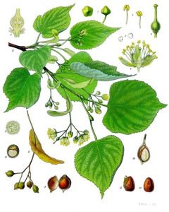 Ilustracion botanica de la planta de tila 